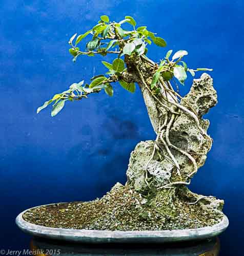 rock planting
